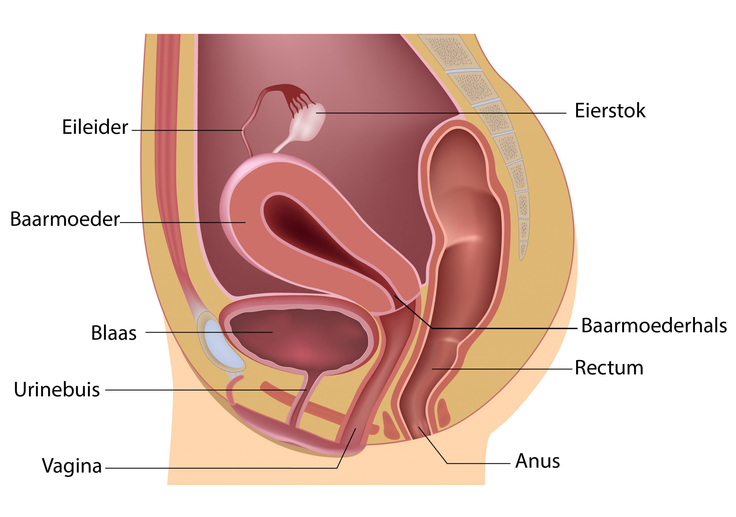 Zijwaarts anatomie.jpg