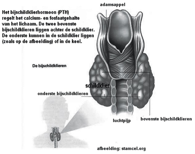 CHI-062 Bijschildklieroperatie.png