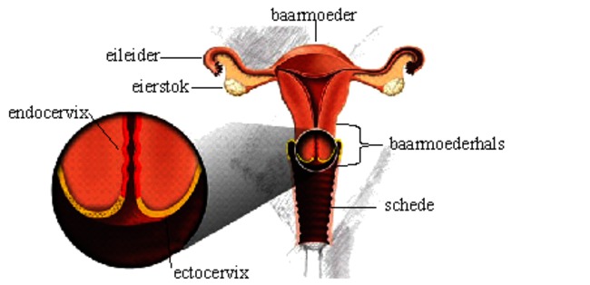 GYN-110 Afwijkende uitstrijkjes.png