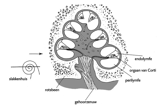 KNO-039 afbeelding 2.png