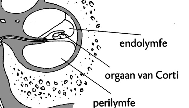 KNO-039 afbeelding 3.png