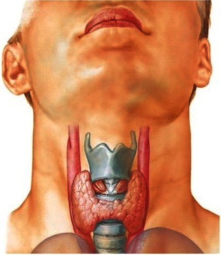 KVB-005 Schildklieroperatie afbeelding 1.jpg