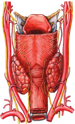 KVB-005 Schildklieroperatie afbeelding 2a nieuw.jpg