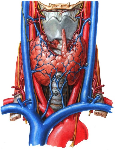 KVB-005 Schildklieroperatie afbeelding 2b nieuw.jpg