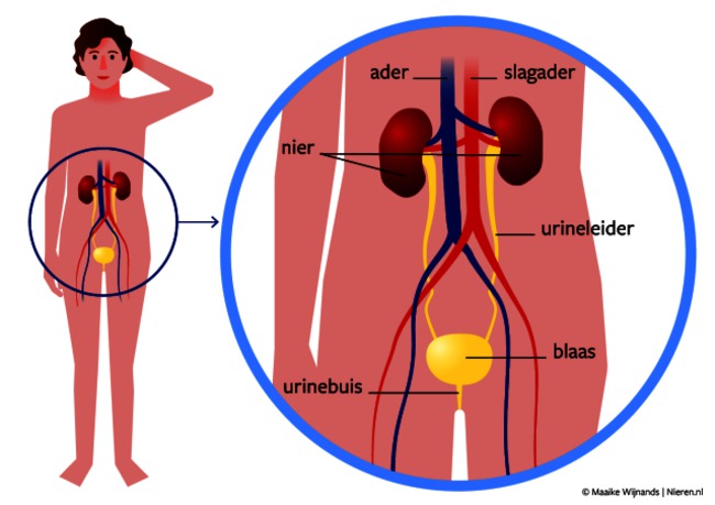 Nieren 2.png