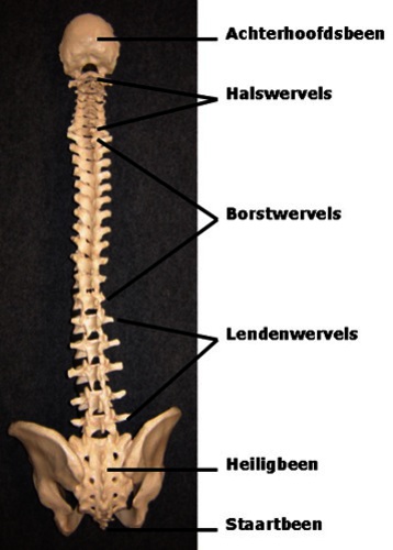 ORT-008 figuur 1.jpg