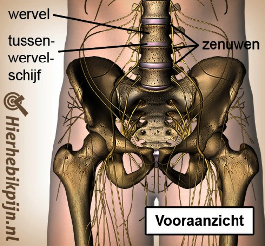 wervelkolom-uittredende-zenuwen-wervel-tussenwervelschijf.jpg