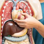 Hart- en vaataandoeningen vrouwen: Catharina Ziekenhuis doet mee aan wereldwijde studie